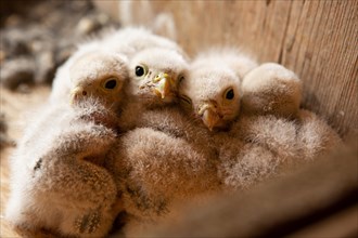 Kestrel four fledglings sitting in nest different sighting
