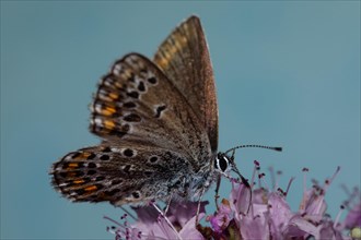 Reverdin's blue with half-open wings sitting on pink flowers seen right against blue sky