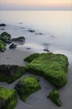 Stones covered with algae in the surf