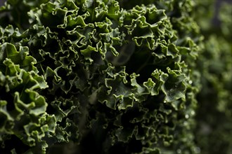Close up shot kale