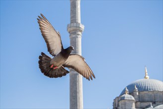 Pigeon flying in air by the side of a minaret