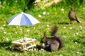 Squirrel with potty in mouth next to table with partly emptied potty and parasol standing in green grass looking left