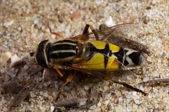 Large marsh hoverfly sitting on sandy bottom seen on left side