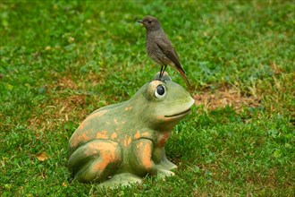 House Redstart standing on frog in green grass looking left