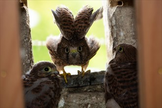 Kestrel three young birds wings stretched in nest in church tower sitting seeing different