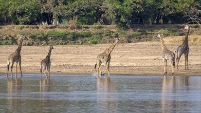 Rhodesian giraffe