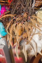 Tender beautiful bird feathers and pattern