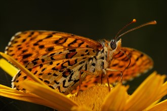 Red fritillary butterfly butterfly with open wings sitting on yellow flower seen on right side