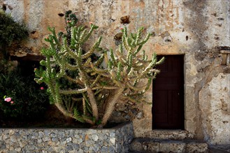 Cactus in the monastery complex of Preveli Monastery