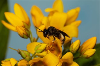 Alluvial Thigh Bee sitting on yellow flowers left looking against blue sky