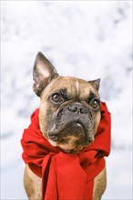 Portrait of French Bulldog dog with red winter scarf in front of blurry snow background