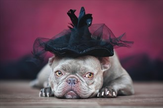 French Bulldog dog wearing black Halloween witch hat in front of dark background