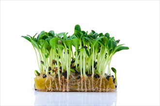 Fresh microgreens. Sprouts of borago isolated on white background