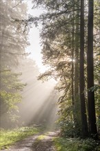 Rays of sunlight through the fog in a mountain forest in autumn. Vosges