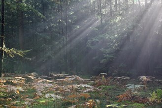 Sunbeams in the coniferous forest