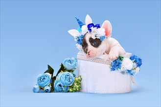 French Bulldog dog puppy with unicorn headband with horn peeking out of box with flowers on blue background