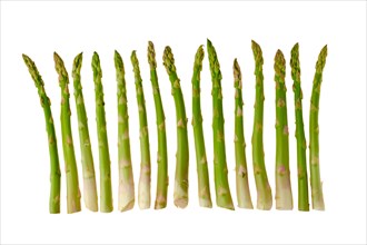 Fresh stems of asparagus in a line isolated on white background