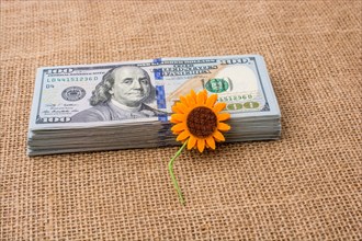 Fake flower placed on the banknote bundle of US dollar