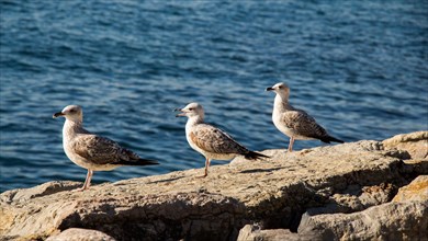 Seagulls are on the rock by the sea waters