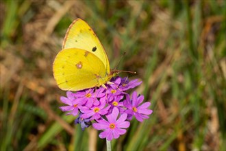 Golden Eight Butterfly Sitting on Pink Flower Seeing Right