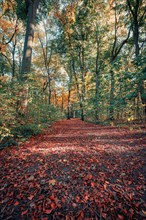 A hiking trail with colourful leaves in the forest in autumn