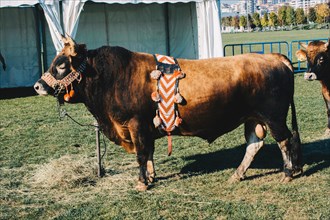 Brown bull with traditional Turkish fabric on it on green grass in display