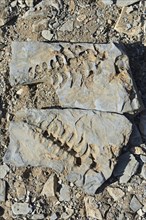 Approx. 300 million year old fossils of Mesosaurus tenuidens near Keetmanshoop