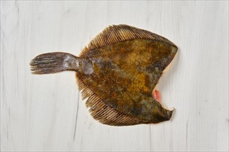 Frozen flounder without head on wooden background