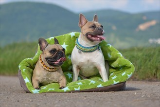 Pair of fawn and red pied French Bulldog dogs wearing selfmade paracord collars sitting together in green cushion blanket