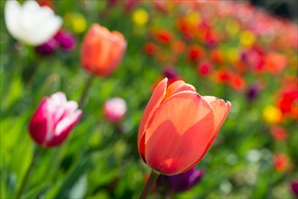 Tulips of various colors in nature in spring time