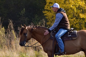 Detail during training in western riding with an American Quarter Horse