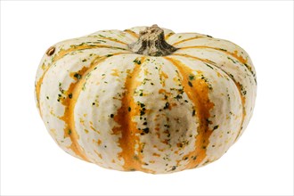 Carnival squash pumpkin isolated on white background