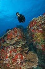 Diver swimming over vivid colourful coral reef with Agropora stony corals