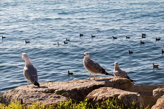 Seagulls are on the rock by the sea waters