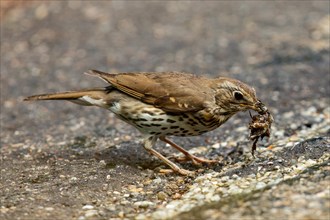 Song Thrush with snail in beak standing on ground looking right