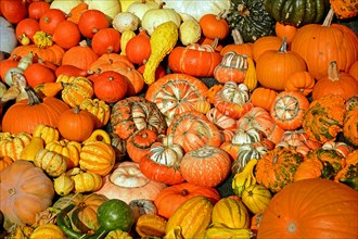Various pumpkin varieties