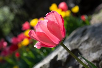 Fresh tulip of pink color in nature in spring time