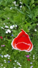 Colourful flower meadow with a special poppy with white border in the wild