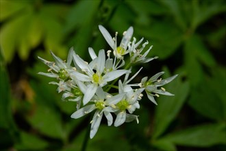 Wild garlic flower panicle with a few white open flowers