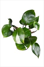Tropical 'Philodendron White Knight' houseplant with white variegation spots on white background
