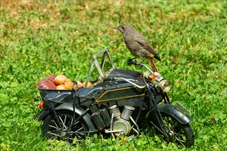 House Redstart sitting on motorbike with nuts in green grass left looking