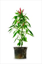 Red thai chili pepper isolated on white background. Bush of chili pepper for home gardening