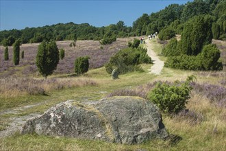 Lueneburg Heath with hiking trail and juniper bushes in heather blossom