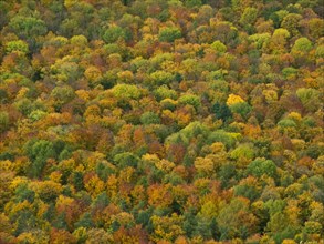 Autumn forest on the Bassgeige