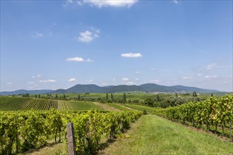 View over vineyards