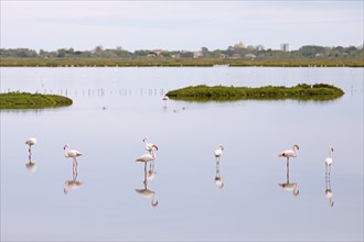 Flamingos