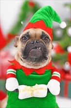Portrait of French Bulldog dog wearing Christmas elf costume