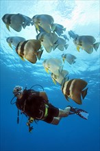 Older diver viewed swimming next to small school of orbicular batfishes