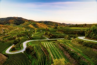 Road in the vineyards
