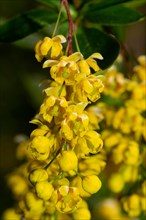 Common barberry flower panicle with a few open yellow flowers